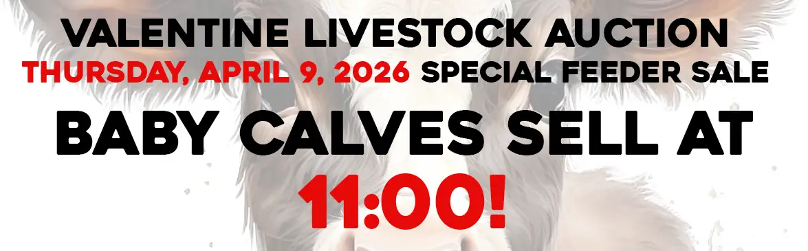 baby-calves-sell-at-11-web