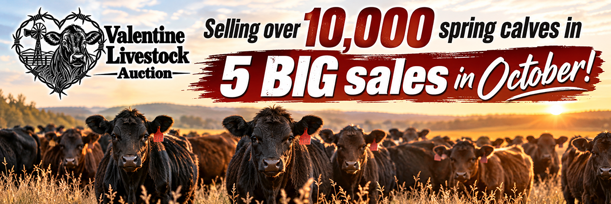 private-placement-phipps-land-livestock5 5 BIG Sales in October Banner